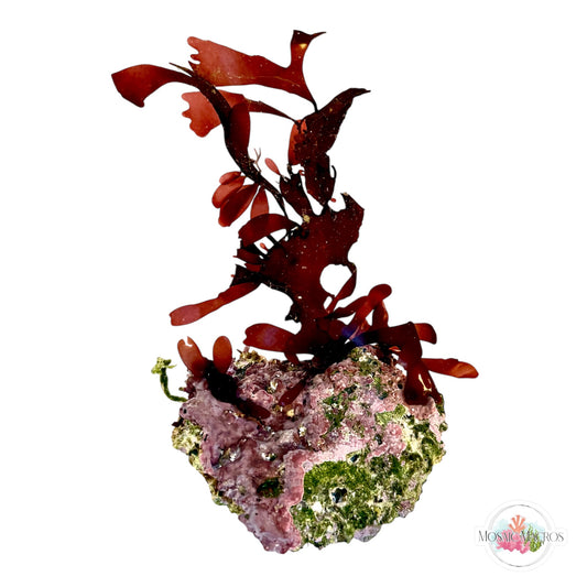 WYSWYG Purple Fauchea & Coralline Algae (Naturally Attached to Rock)