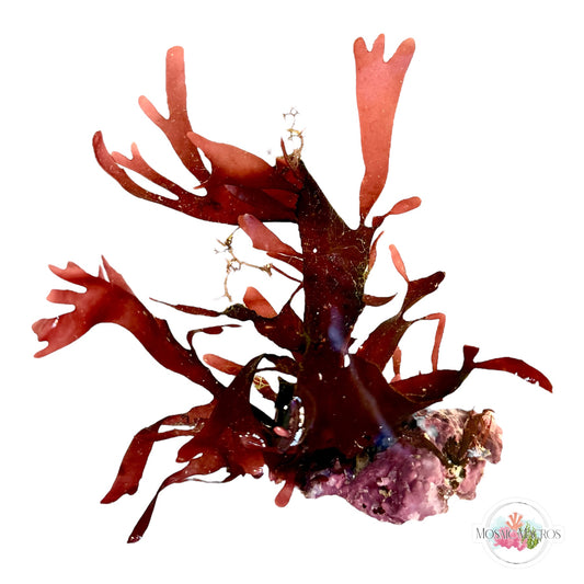WYSWYG Purple Fauchea, Purple Laurencia & Coralline Algae (Naturally Attached to Rock)