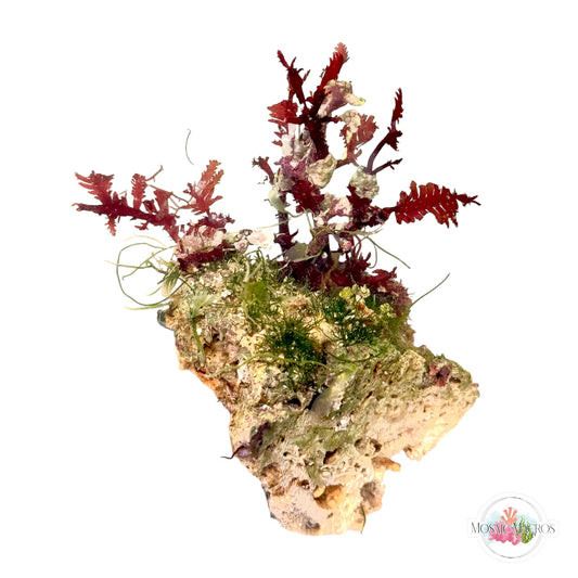 WYSWYG Red Fern Haliptilon, Caulerpa mexicana, Seagrass Chaeto (Naturally Attached to Rock)