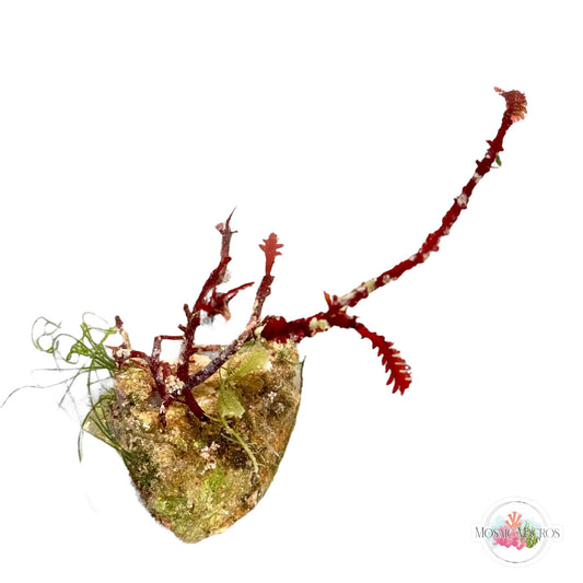 WYSWYG Red Fern Haliptilon, Caulerpa mexicana, Seagrass Chaeto (Naturally Attached to Rock)