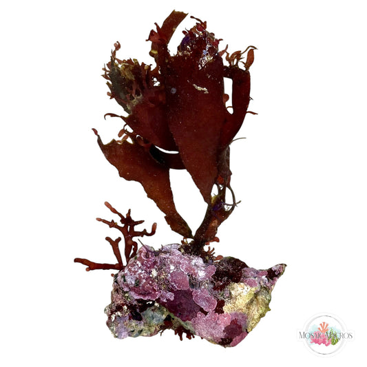 WYSWYG Purple Fauchea, Branching Hex, Blue Ochtodes, & Coralline Algae (Naturally Attached to Rock)