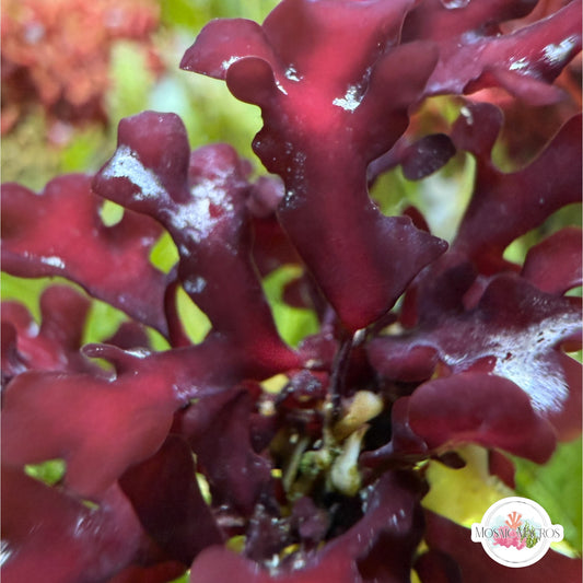 Crimson Hearts Macroalgae | Unknown sp.