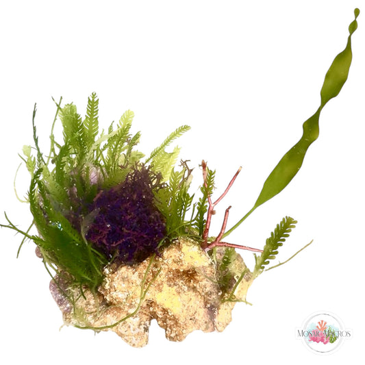WYSWYG Blue Hypnea, Galaxaura, Caulerpa mexicana, Caulerpa prolifera, Lobe-Bladed Fern Caulerpa, Coralline (Naturally Attached to Rock)