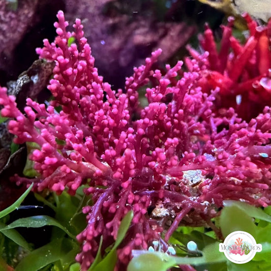 Cherry Tree Laurencia Macroalgae | Laurencia sp.