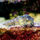 Cerith Snail | Cerithium sp.