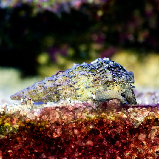 Cerith Snail | Cerithium sp.