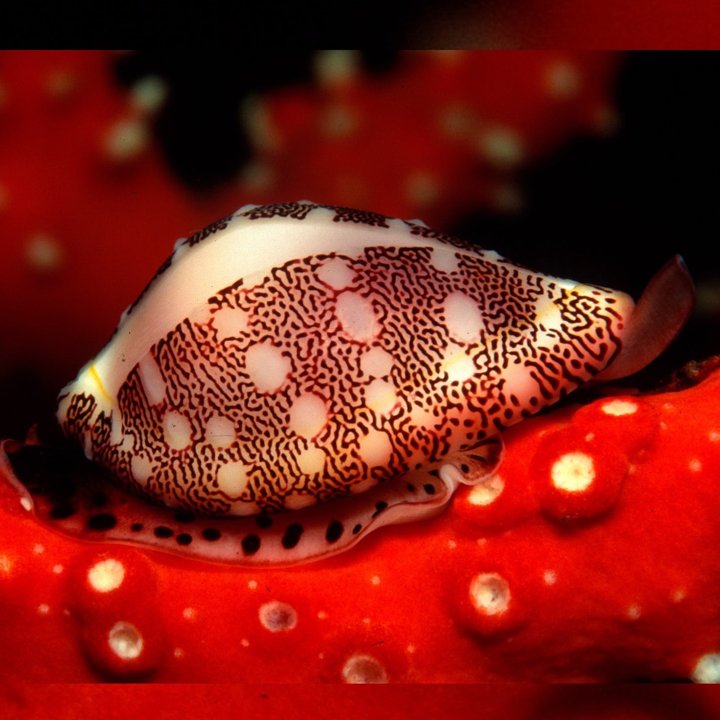 Money Cowrie Snail | Monetaria annulus