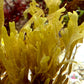 Brown Forked Macroalgae | Dictyota sp.