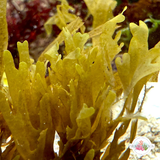 Brown Forked Macroalgae | Dictyota sp.