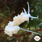 Aiptasia-Eating Nudibranch | Berghia sp.