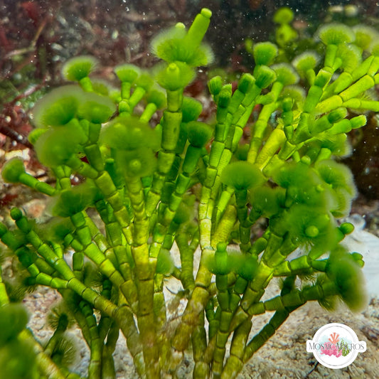 Jointed Tuft Macroalgae | Cymopolia barbata