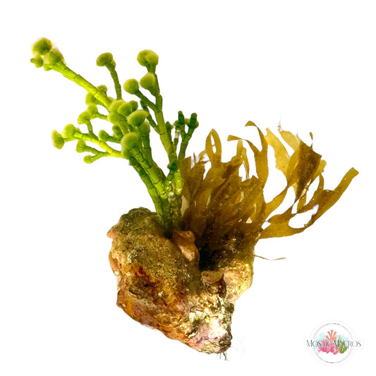 WYSWYG Jointed Tuft, Dictyota, & Coralline Algae (Naturally Attached to Rock)