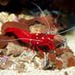 Blood Fire Cleaner Shrimp | Lysmata debelius