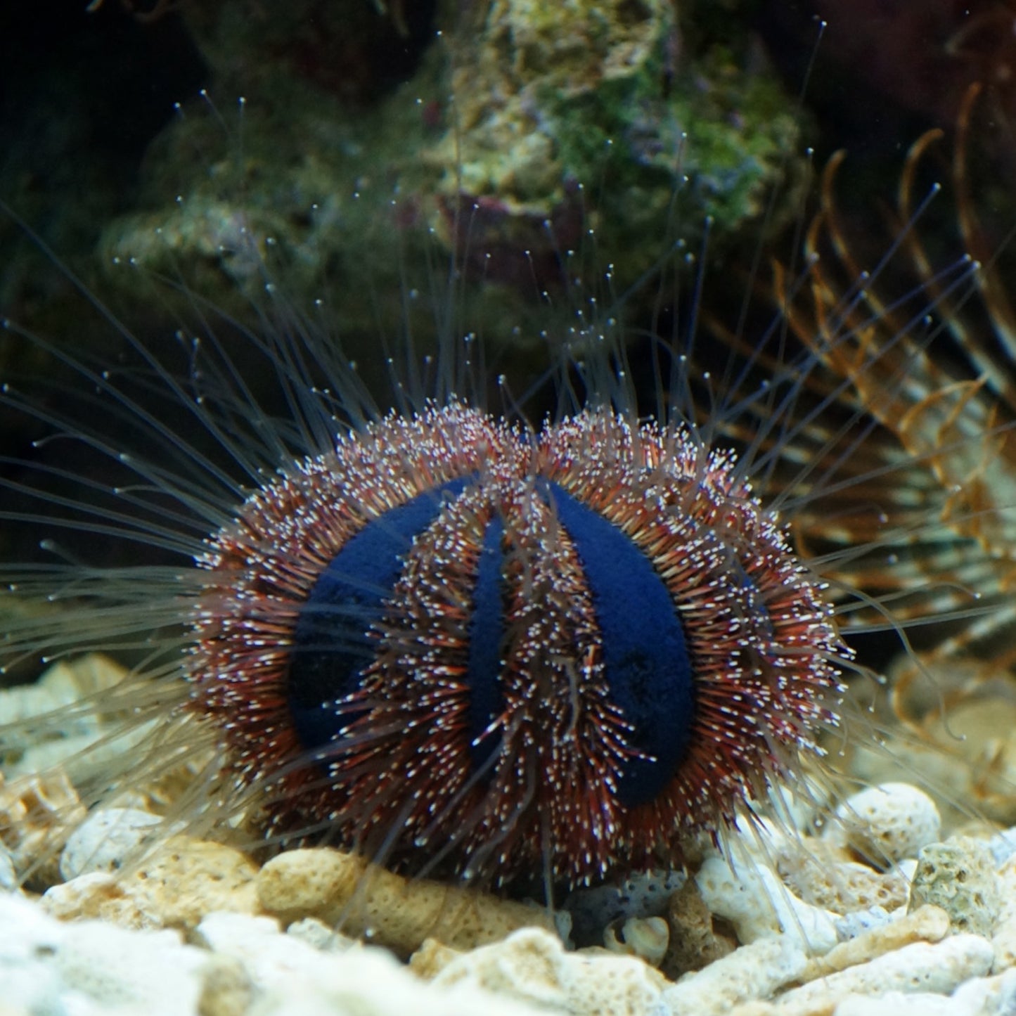 Blue Tuxedo Urchin | Mespilia globulus
