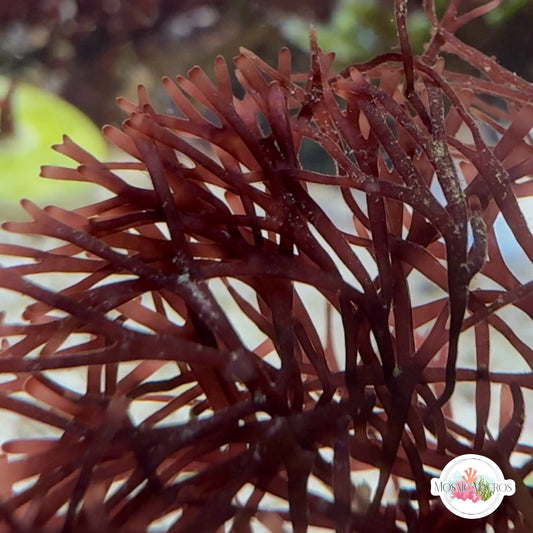 Purple Streak Gracilaria Macroalgae | Gracilaria sp.