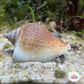 Dog Ear Conch Snail | Laevistrombus canarium