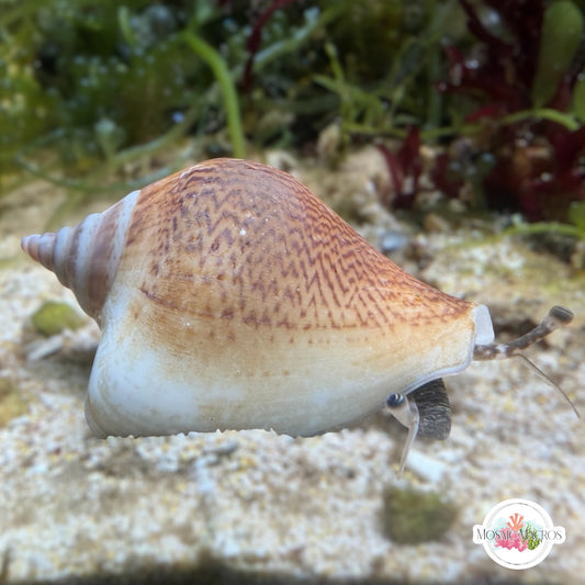 Dog Ear Conch Snail | Laevistrombus canarium