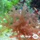 Finger Nemastoma Macroalgae | Nemastoma sp.