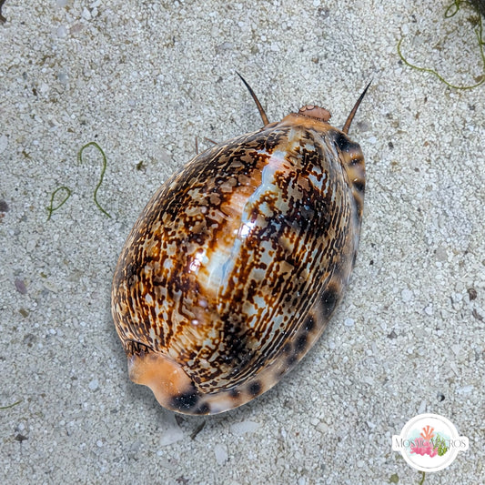 Arabian Cowrie Snail | Mauritia arabica