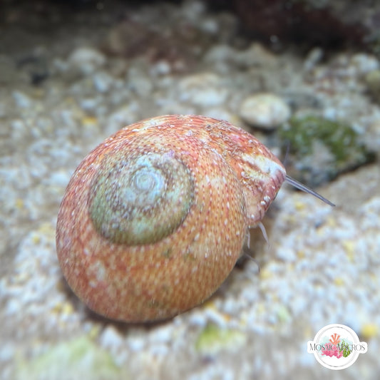 Smooth Atlantic Tegula Snail | Tegula fasciata
