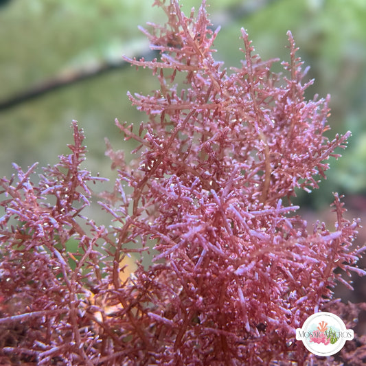 Purple Iridescent Liagora Macroalgae | Liagora sp.