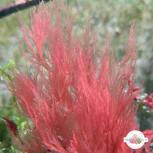 Pink Dragon’s Breath Macroalgae | Halymenia floresia