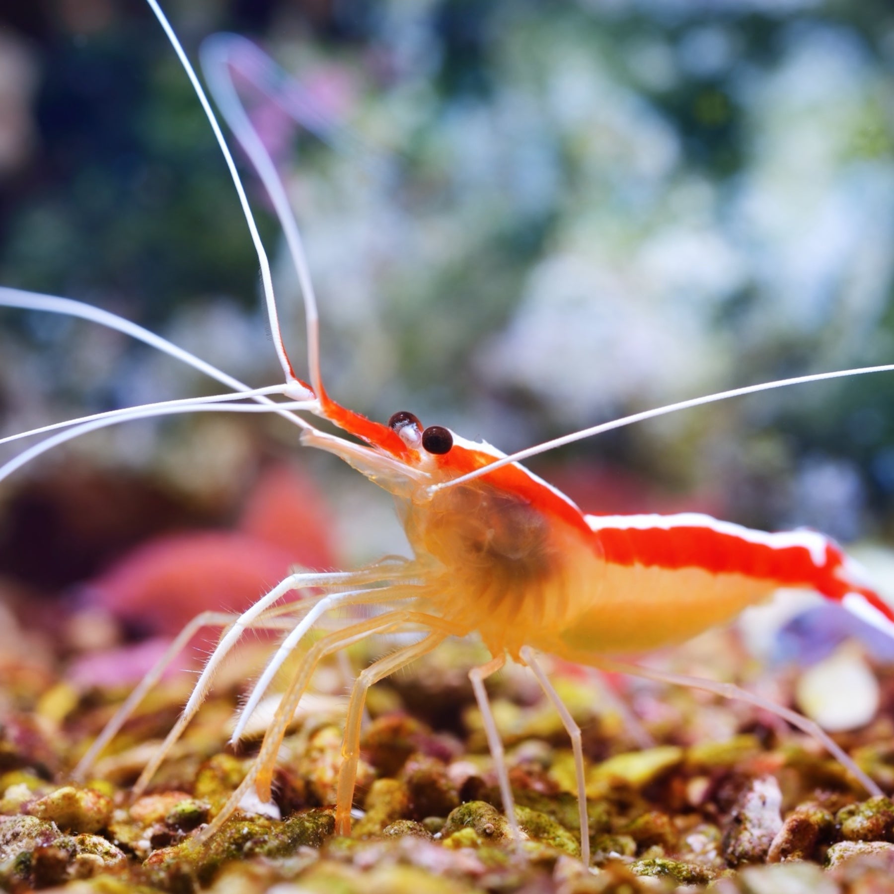 スカモルツァ様 Shrimp – MosaicMacros