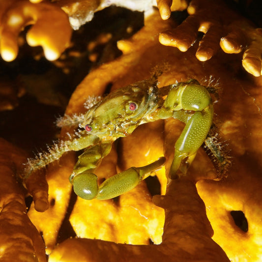 Emerald Mithrax Crab | Mithraculus sculptus