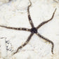 Brittle Star | Ophiuroids spp.