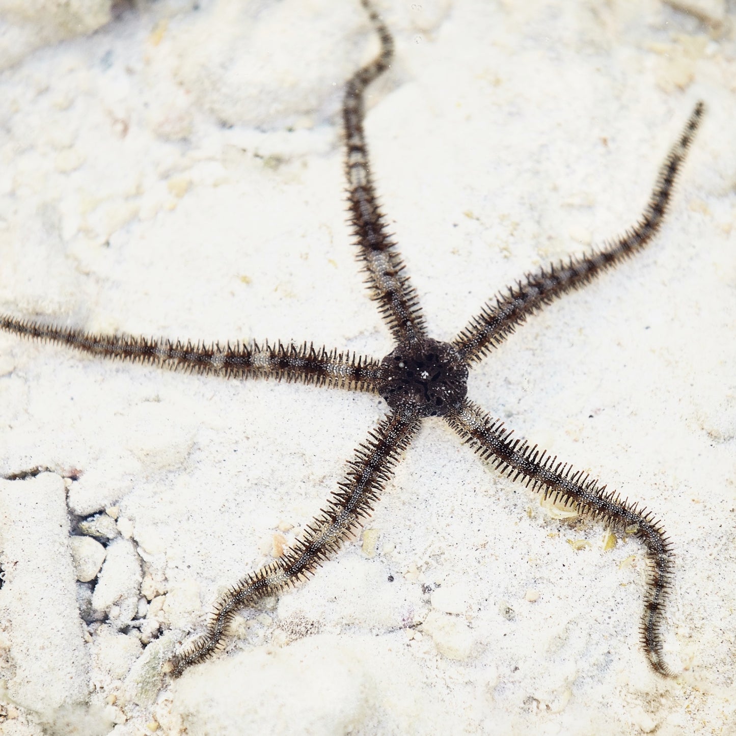 Brittle Star | Ophiuroids spp.