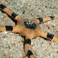 Harlequin Serpent Star | Ophiuroids spp.