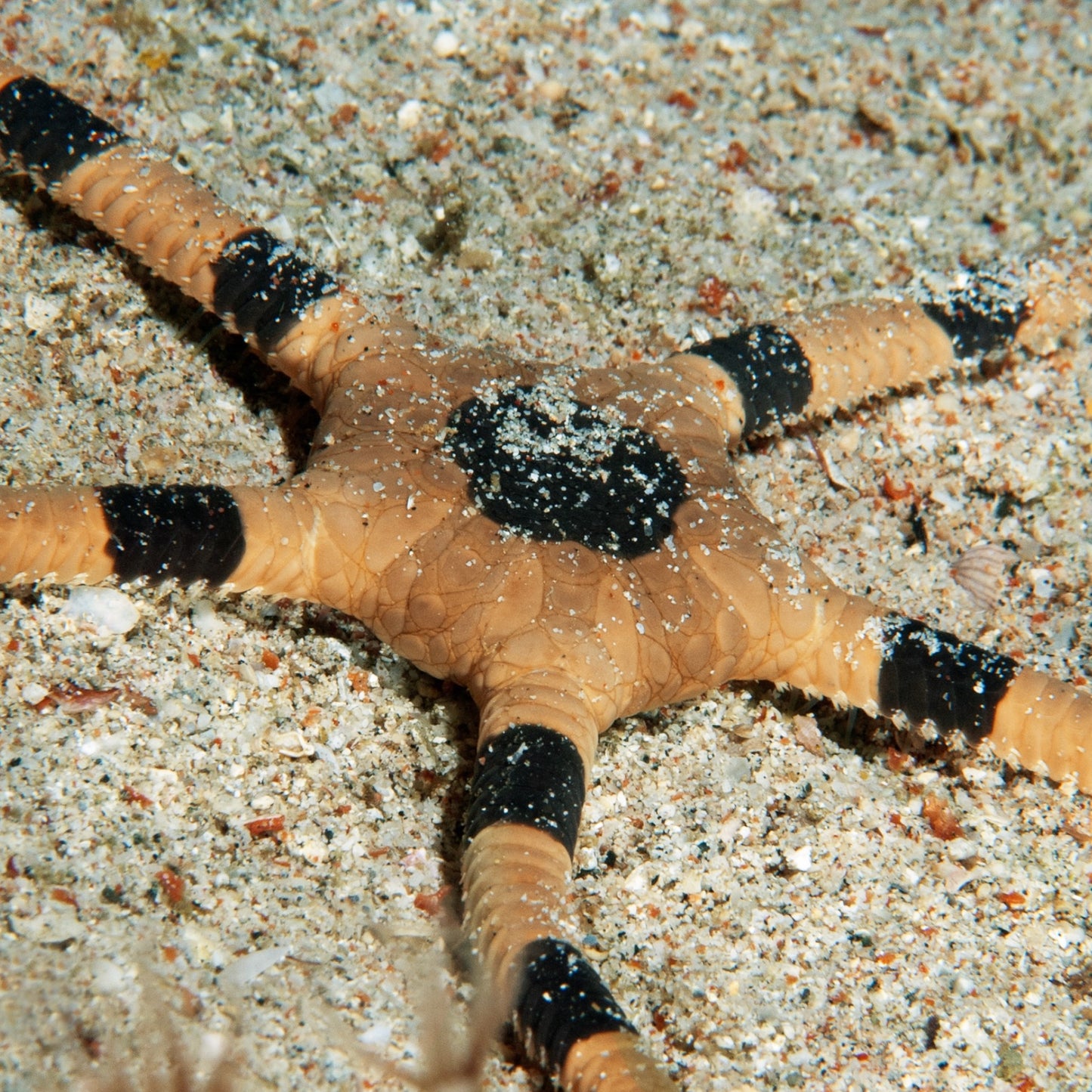 Harlequin Serpent Star | Ophiuroids spp.