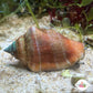 Little Bear Conch Snail | Canarium urceus