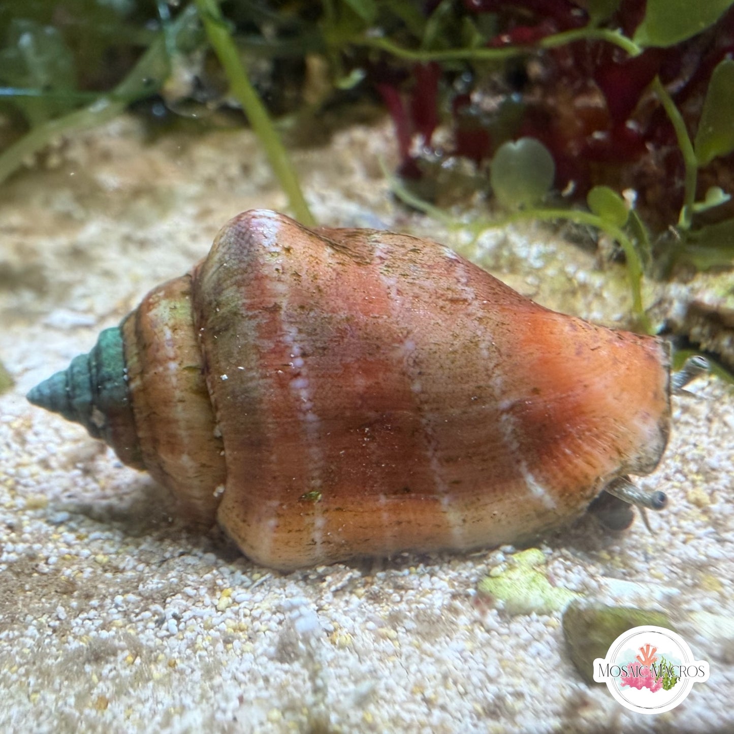 Nano Pitcher Conch Snail | Strombus urceus