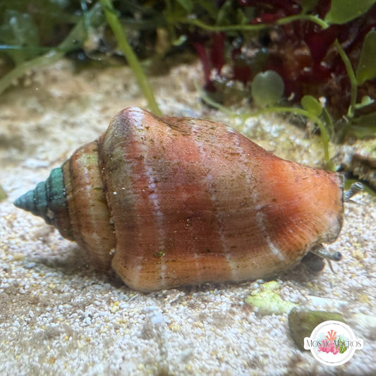 Nano Pitcher Conch Snail | Strombus urceus