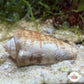 Strawberry Tiger Conch Snail | Conomurex luhuanus