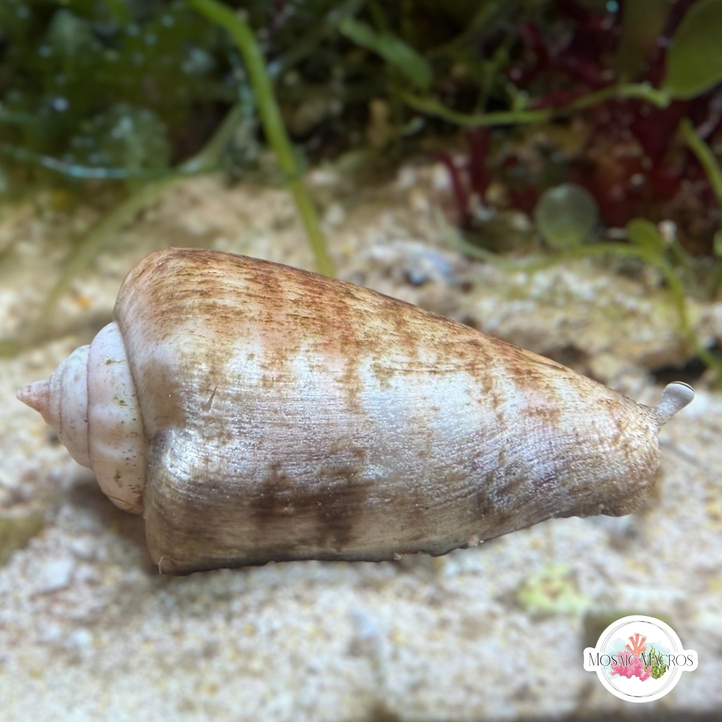 Strawberry Tiger Conch Snail | Conomurex luhuanus