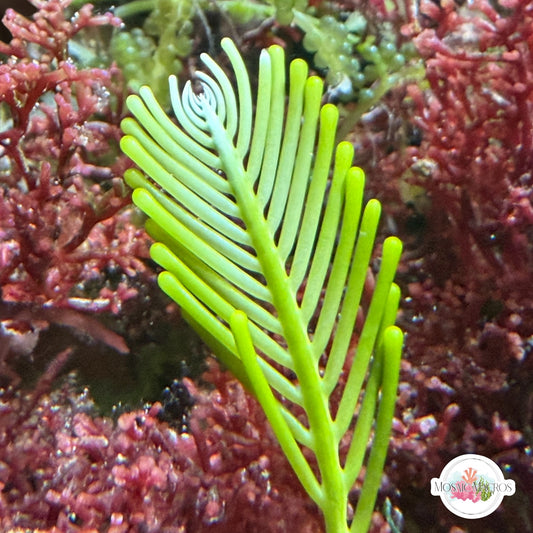 Mega Fern Caulerpa Macroalgae | Caulerpa ashmeadii