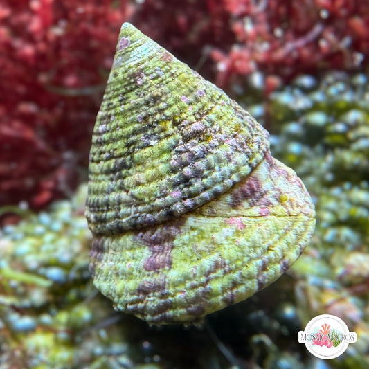 XL Banded Trochus Snail | Trochus sp.