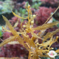Pseudo-Kelp Macroalgae | Sargassum sp.