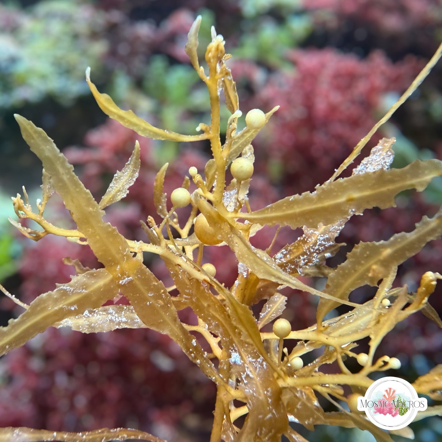 Pseudo-Kelp Macroalgae | Sargassum sp.