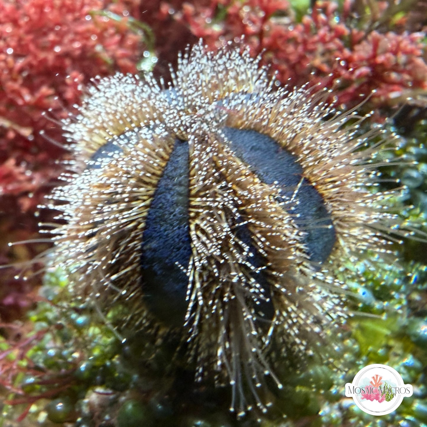 Blue Tuxedo Urchin | Mespilia globulus