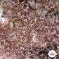 Ghastly Liagora Macroalgae | Liagora sp.