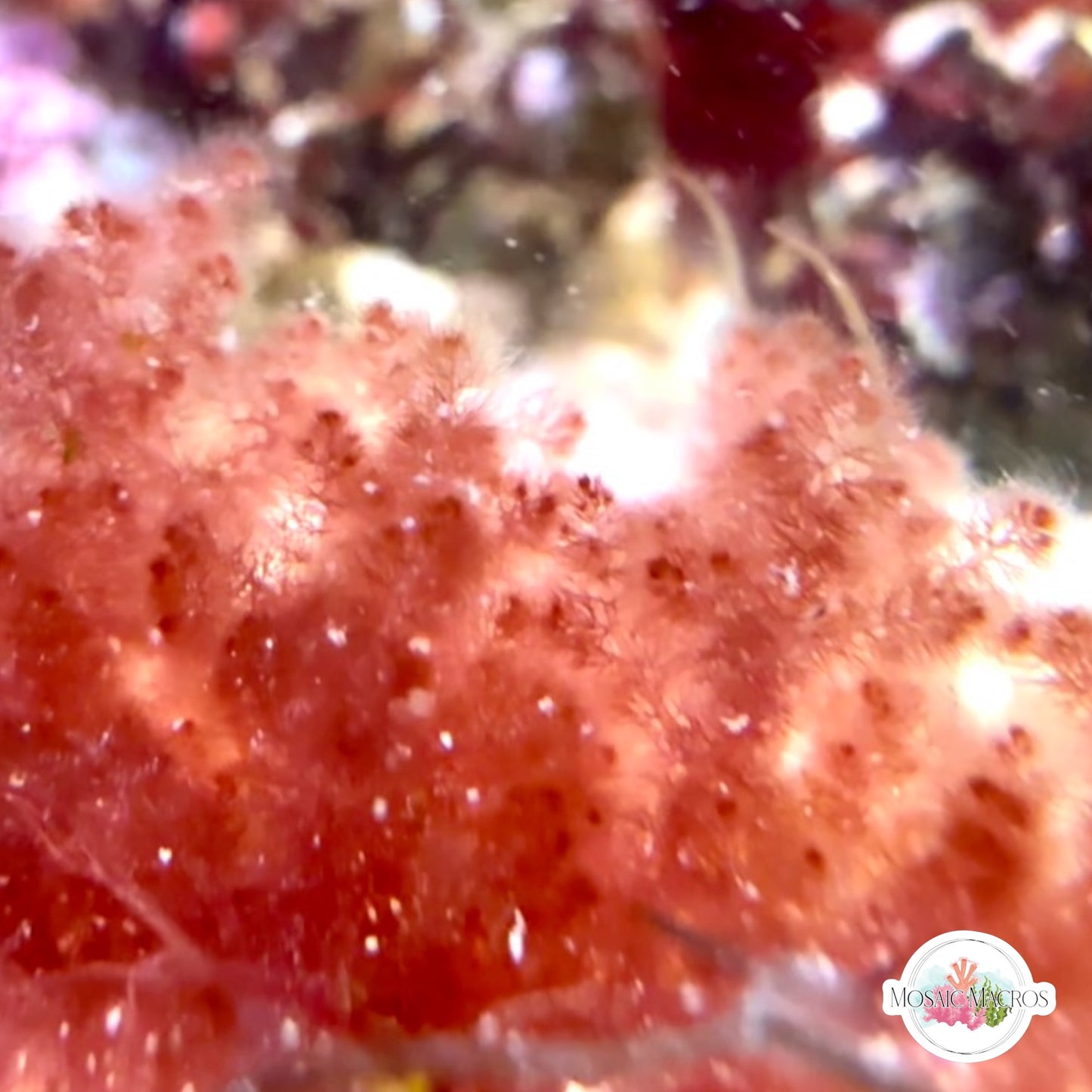 Pink Baby’s Breath Macroalgae | Unknown sp.