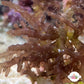 Purple Knobby Laurencia Macroalgae| Laurencia sp.