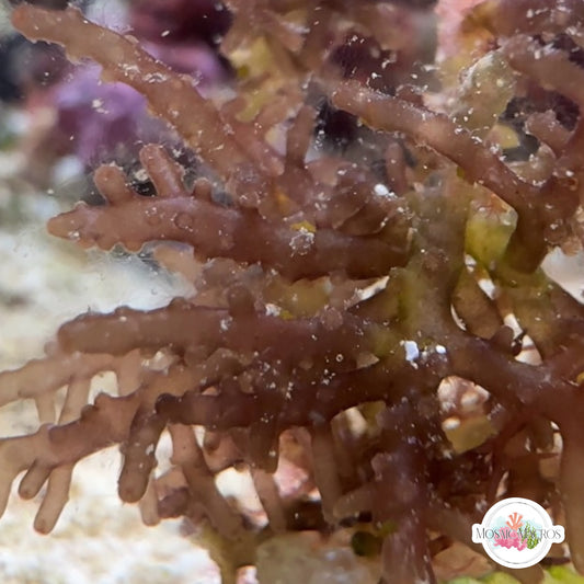 Purple Knobby Laurencia Macroalgae| Laurencia sp.