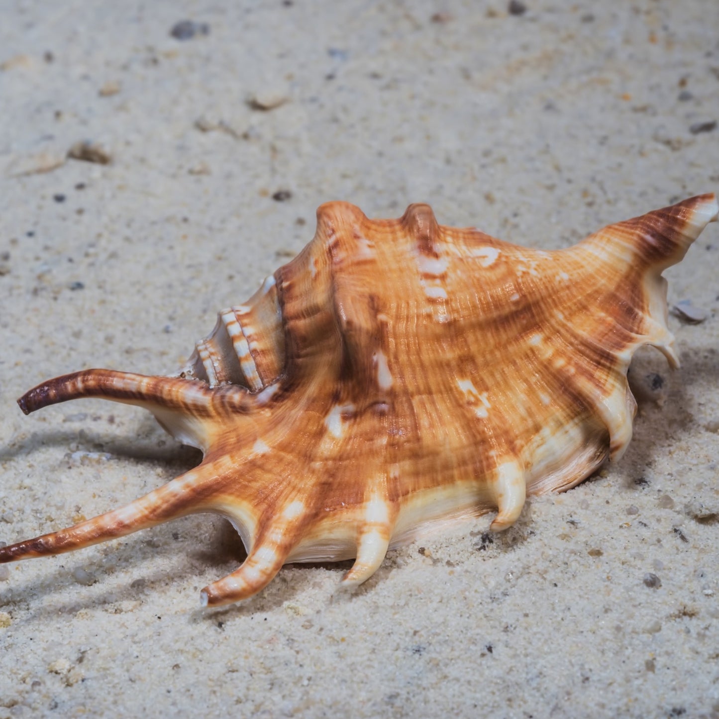 Spider Conch Snail | Lambis spp.