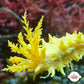 Yellow Sea Cucumber | Colochirus robustus