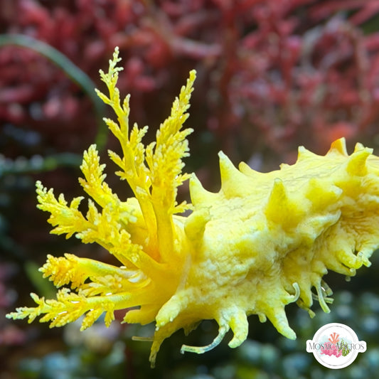 Yellow Sea Cucumber | Colochirus robustus