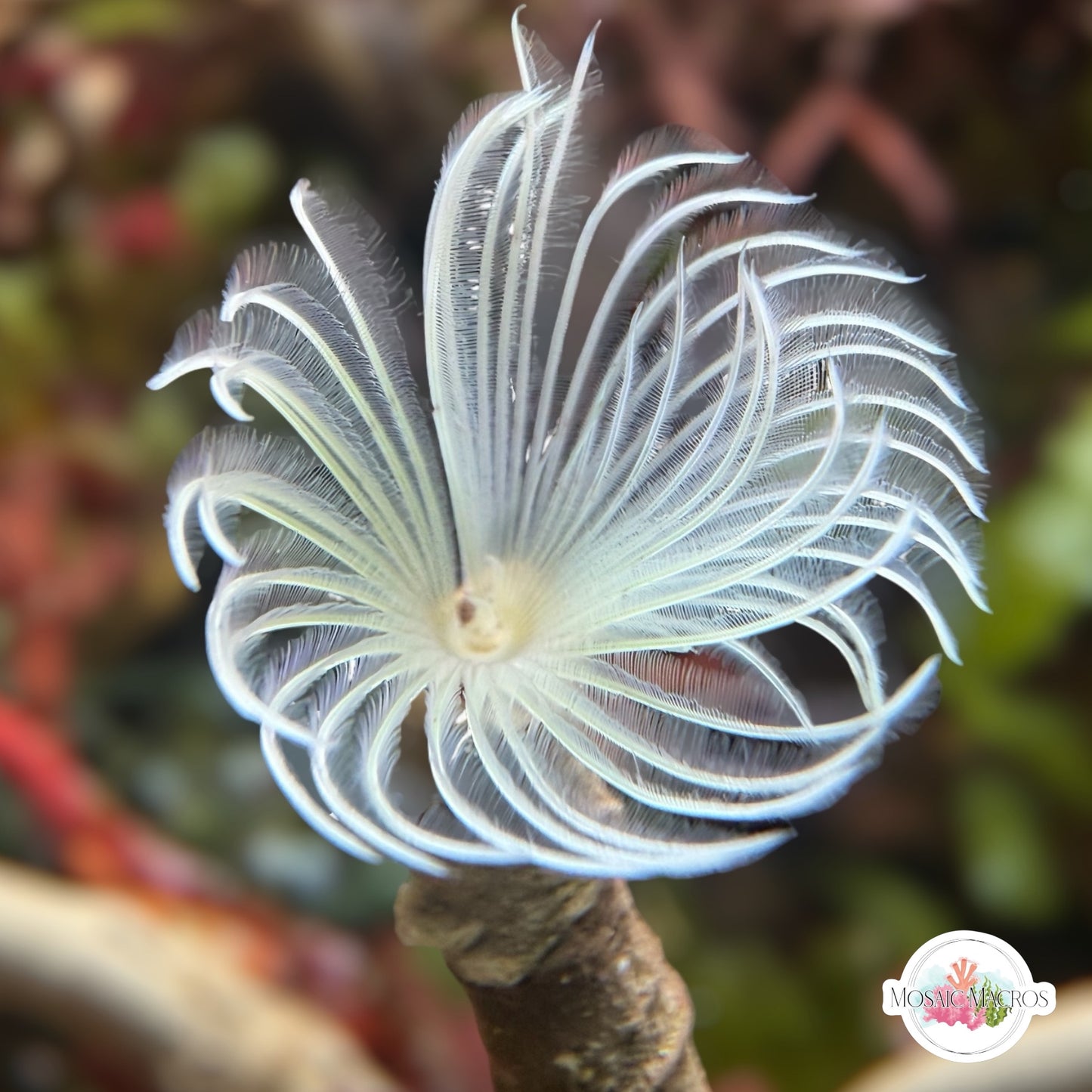 Assorted Colored Feather Duster | Sabellidae spp.